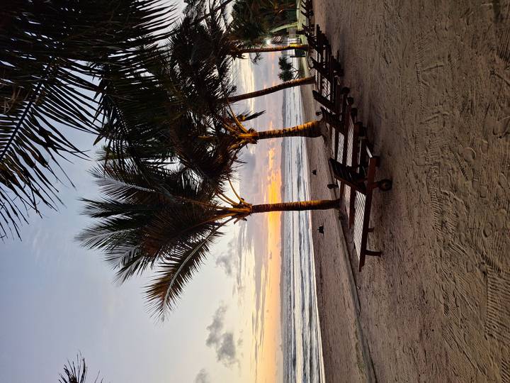 Empty wooden sun-loungers under palm trees on a sandy beach at twilight.