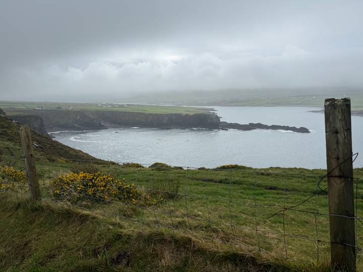 Misty coastal headland with grey sea, rocky shoreline, and yellow gorse bushes in the foreground.