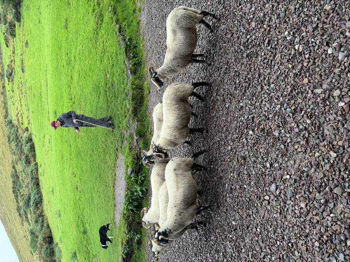 Shepherd guiding a small flock of sheep along a stony lane backed by lush green pasture.