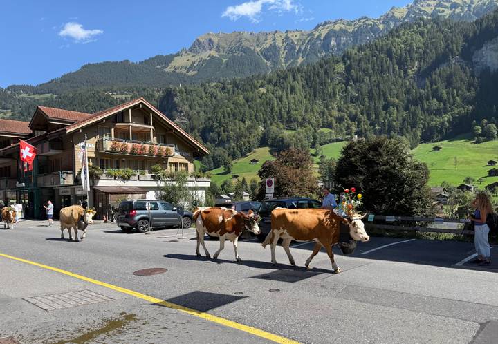 Decorated alpine cows parading down a village street with Swiss flag, timber chalets and green mountainsides.