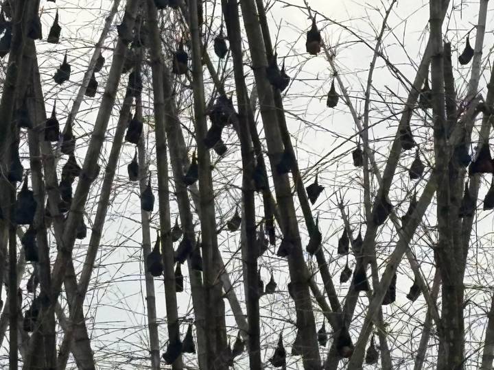 Dozens of fruit bats hanging upside down from tall leafless trees against an overcast sky.