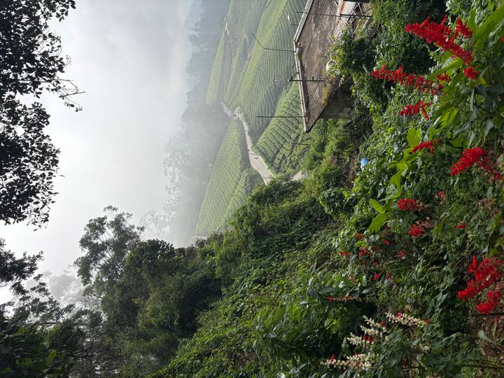 Mist-filled view over lush tea plantations, winding path, and vibrant red flowers in the foreground.