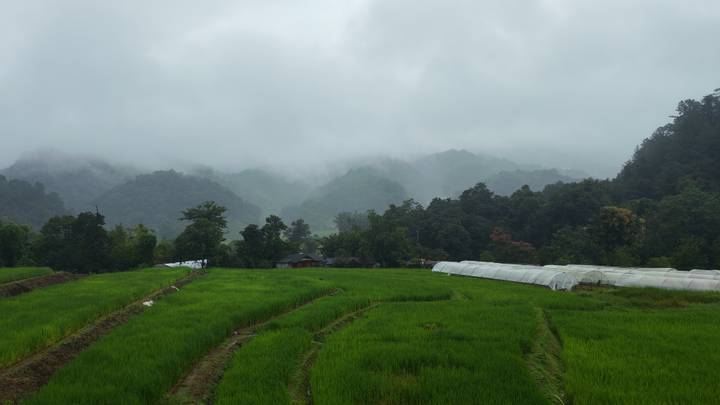 Lush green rice terraces and misty forested mountains under low cloud in northern Thailand.