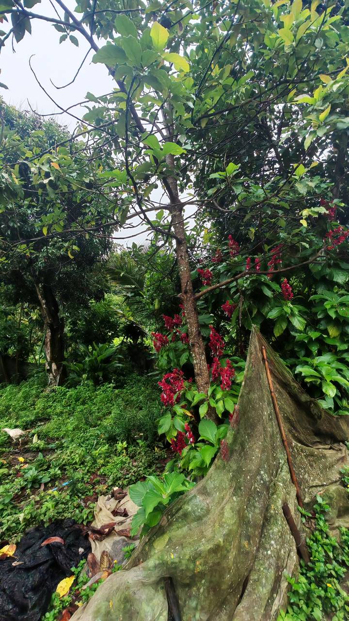 Lush tropical vegetation with a tree bearing bright red flowers in a dense green garden or forest setting