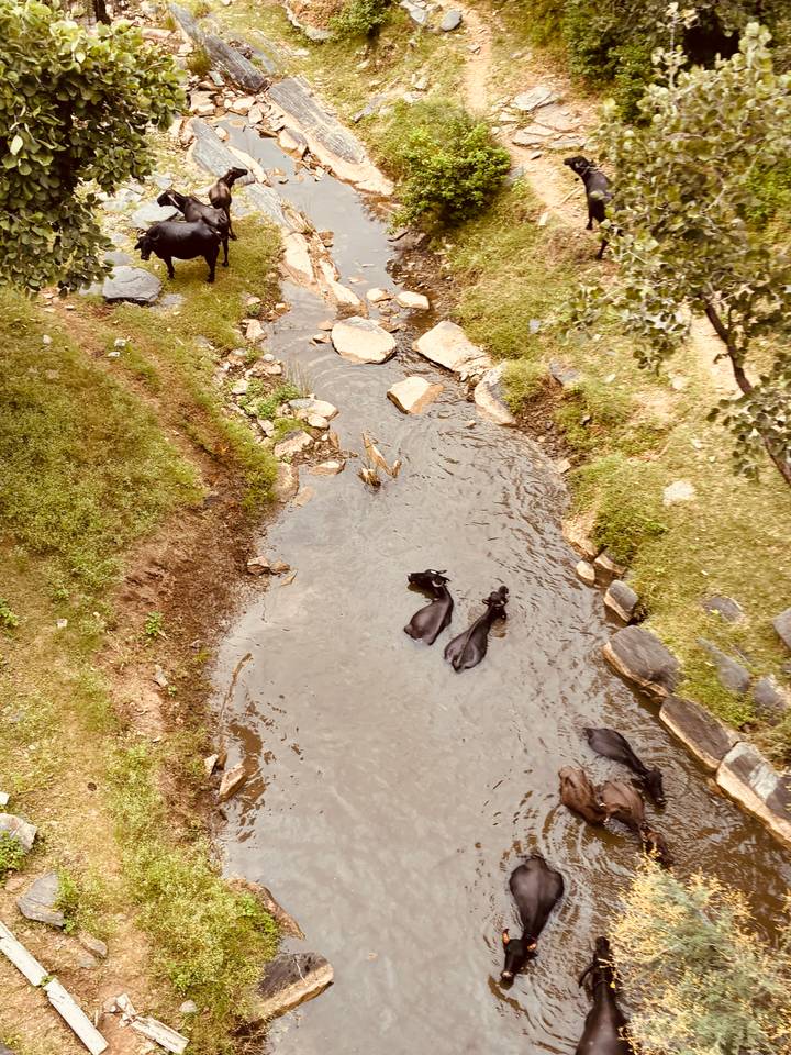 Aerial view of two black water buffalo wading in a shallow rocky stream.