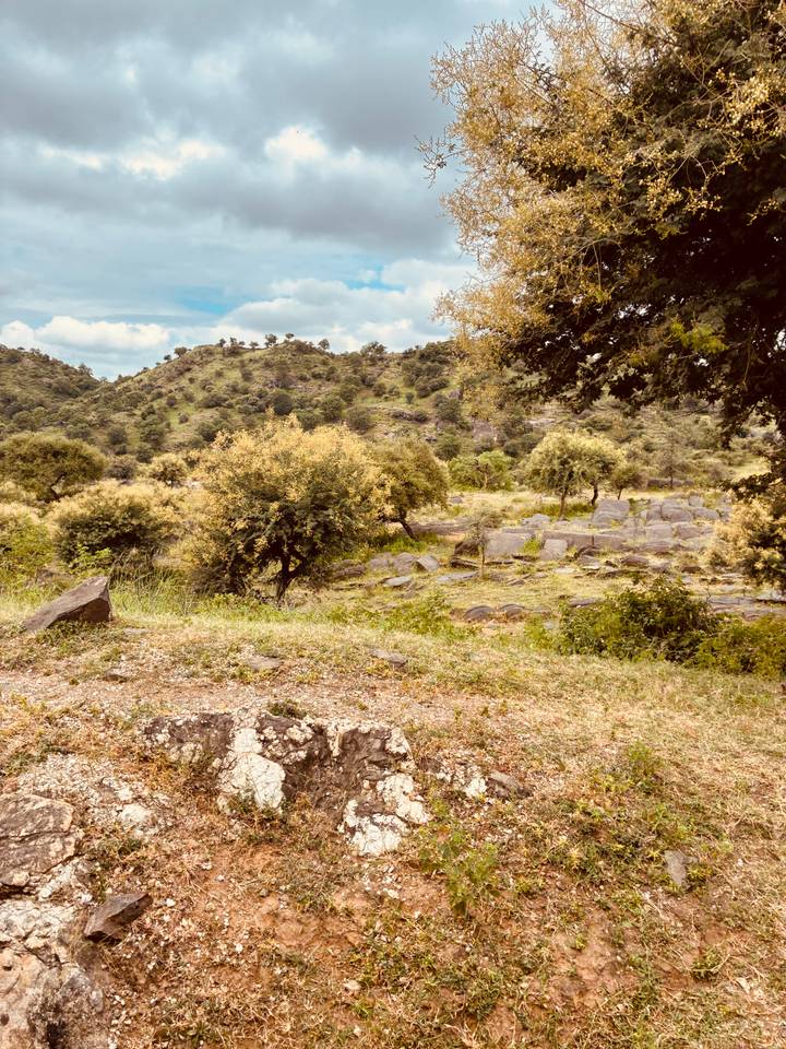 Dry scrubland with scattered small trees and rocky ground under a pale sky.