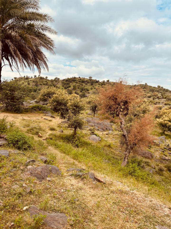Arid hillside with sparse vegetation and an orange-tinted dry tree in the foreground.