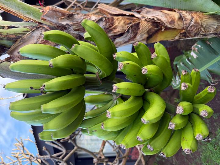 Cluster of unripe green bananas hanging from a plant in close detail.