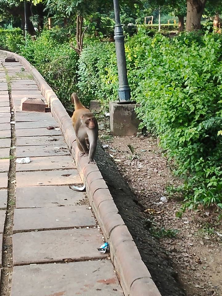 A monkey walks along a low brick wall bordered by greenery in an urban park.