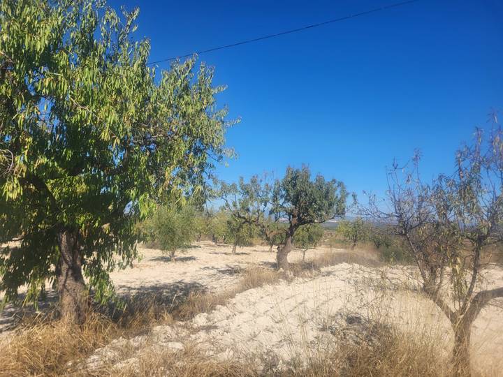 Dry orchard with scattered almond trees on sandy soil beneath a bright blue sky.