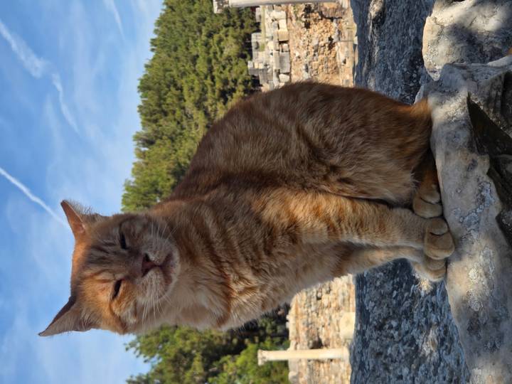 Content orange tabby cat sitting proudly on ancient stone ruins under blue sky.