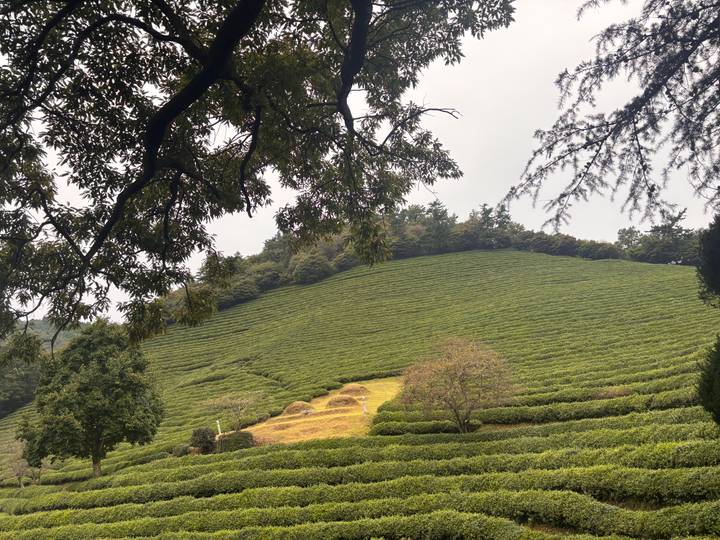 Terraced rows of green tea bushes blanket a broad hillside framed by overhanging tree branches.