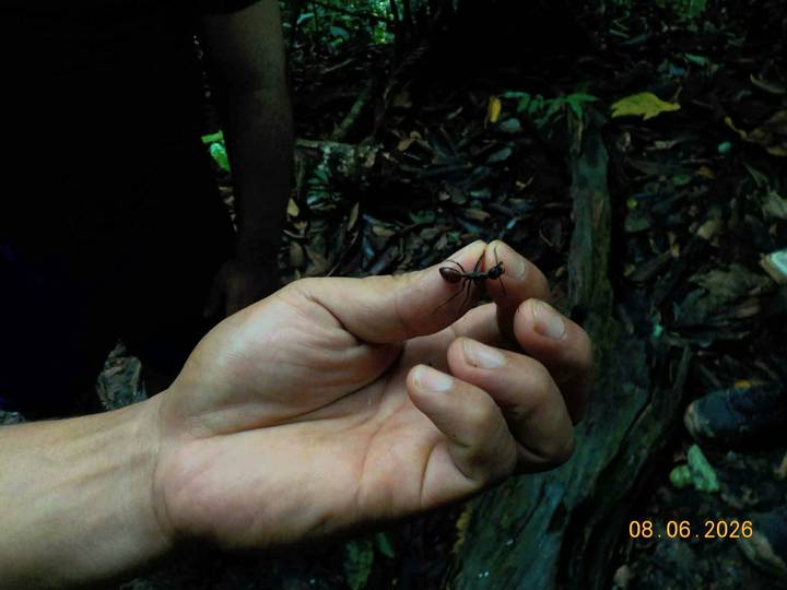 A hand gently holds a large forest ant for close inspection in a dense leaf-littered jungle.