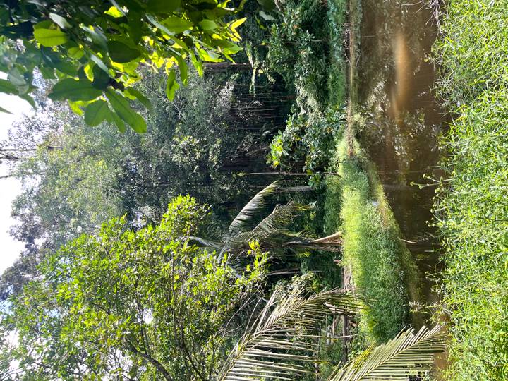 Sunny jungle clearing with a palm tree and small pond surrounded by lush green forest.