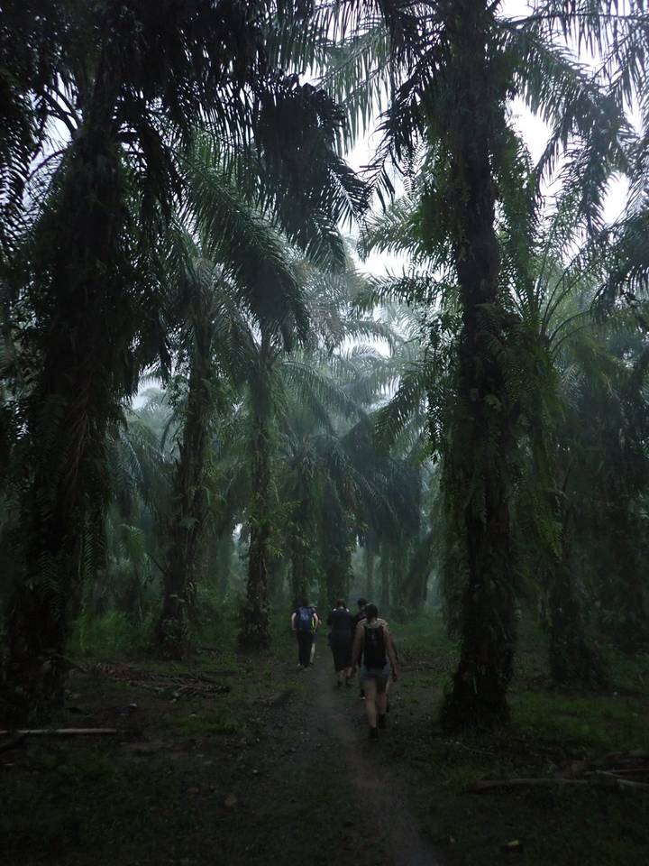 Misty path under towering palm trees, the dim forest floor covered in shadow.