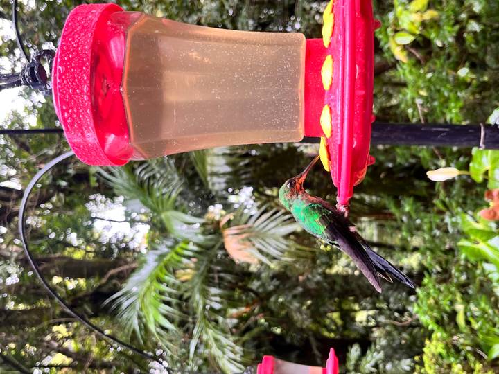 Vibrant green hummingbird drinks nectar from a red feeder amid lush rainforest foliage.