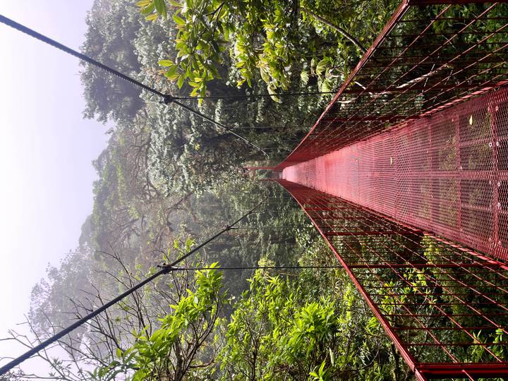 Long red suspension bridge stretches into misty rainforest canopy, inviting exploration.