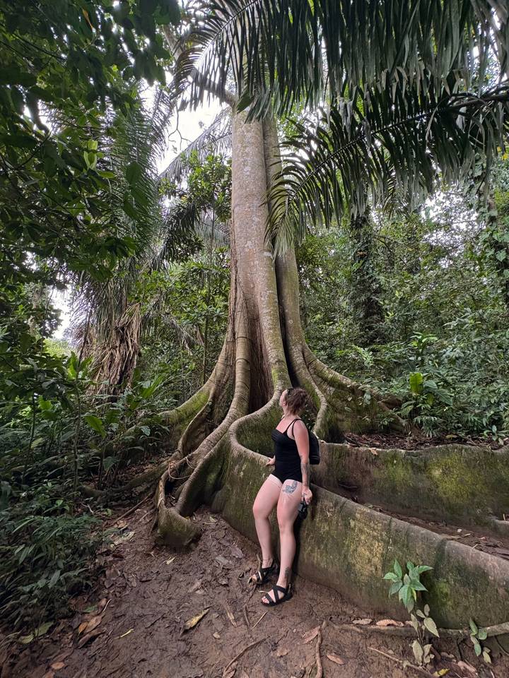 Traveler admires the enormous buttress roots of an ancient jungle tree.