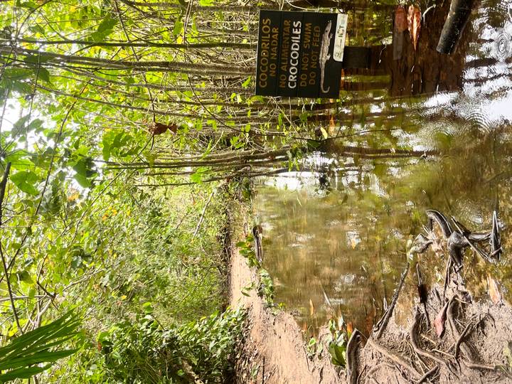 Shallow forest stream floods a narrow trail where a warning sign mentions crocodiles.