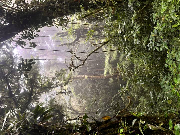 Misty, dense rainforest interior with vines and towering trees fading into fog.