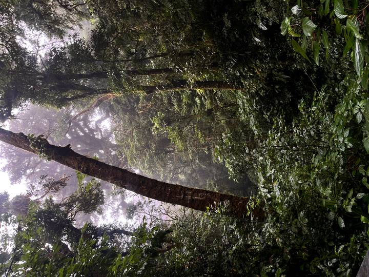 Towering rainforest trees and thick undergrowth captured in soft, misty light.