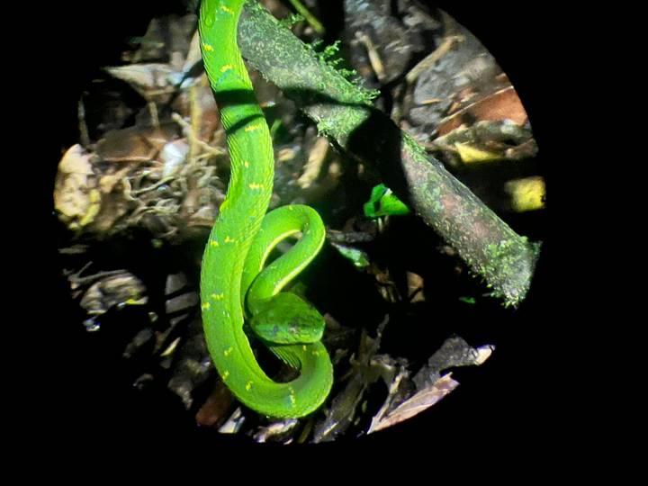 Bright green pit viper coiled on the forest floor, viewed through a spotting scope.