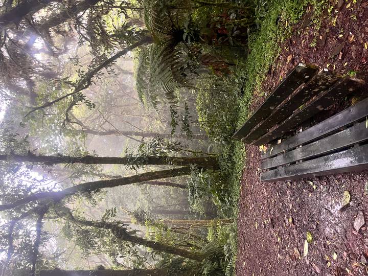 Empty wooden bench sits on a damp forest clearing surrounded by misty tropical trees.