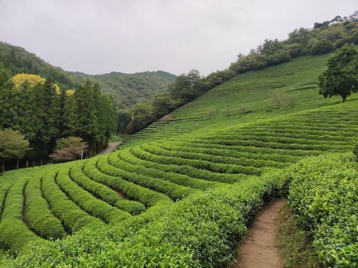 Lush terraced rows of vibrant green tea bushes carpeting rolling hills at Boseong Tea Plantation.