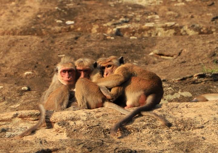 Three macaques huddle together on a rocky ledge staring toward the camera.