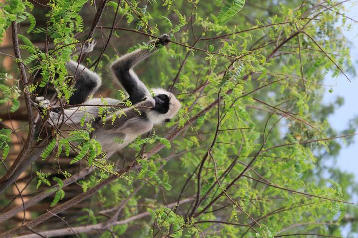 Grey langur monkey sits in leafy branches munching on tender twigs.