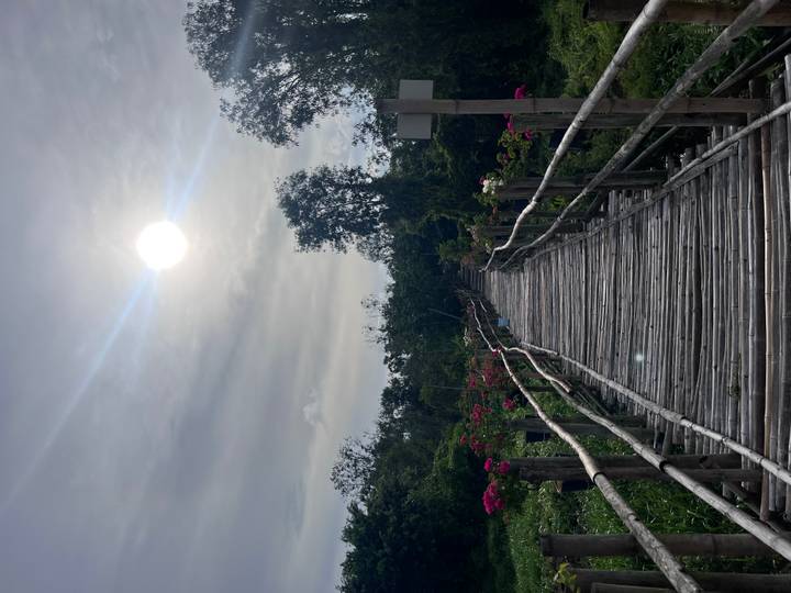 Long narrow bamboo bridge leads through a lush flower garden toward tall trees with the sun shining overhead.