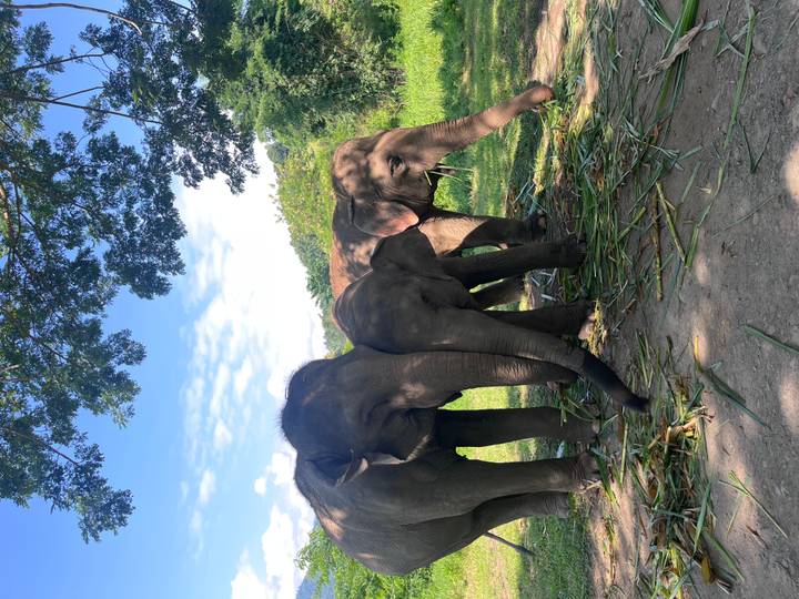 Three Asian elephants stand close together eating bamboo leaves in a grassy sanctuary under a leafy tree.