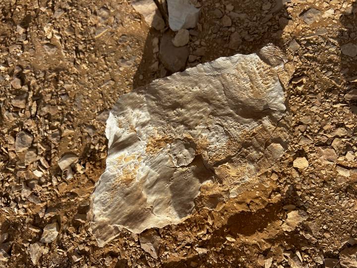 Broken pale rock fragment lying on gritty desert ground in warm light.