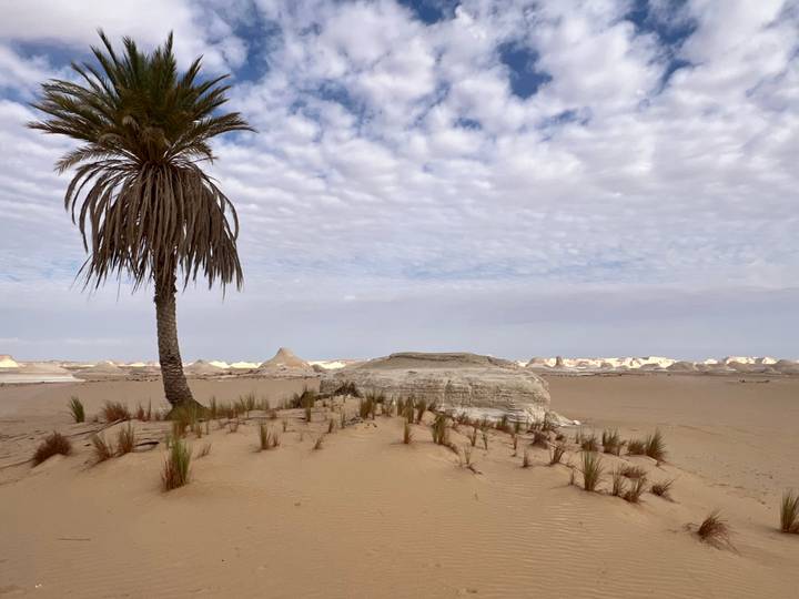 Lonely palm tree beside tufts of grass on a sandy dune with distant white desert formations.