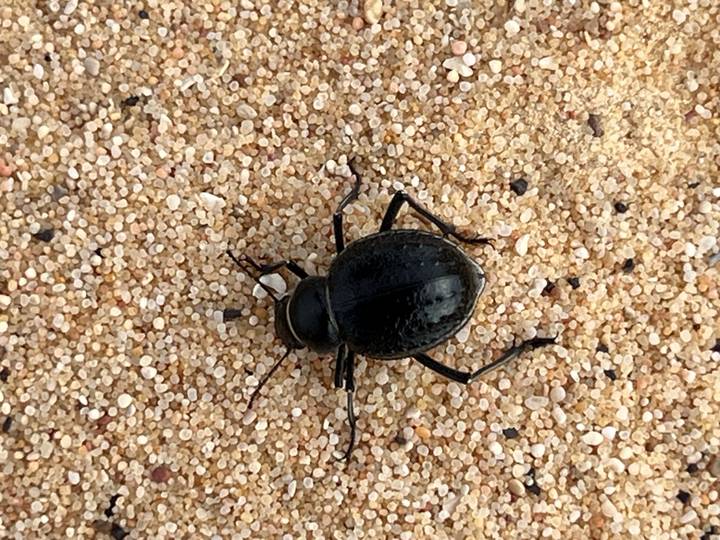 Macro shot of a dark beetle crawling across fine desert sand grains.