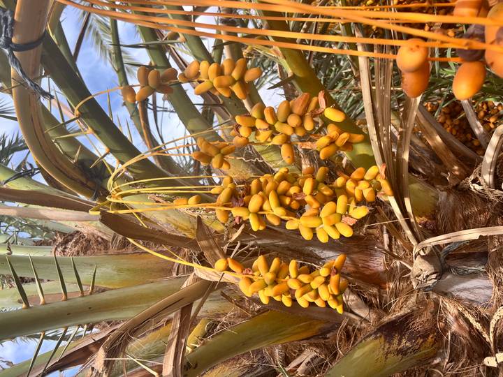 Clusters of ripe yellow dates hanging from palm fronds against blue sky.
