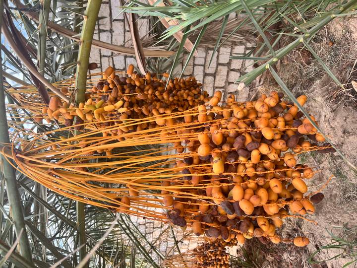 Large bunches of harvested dates strung together and hanging for drying.