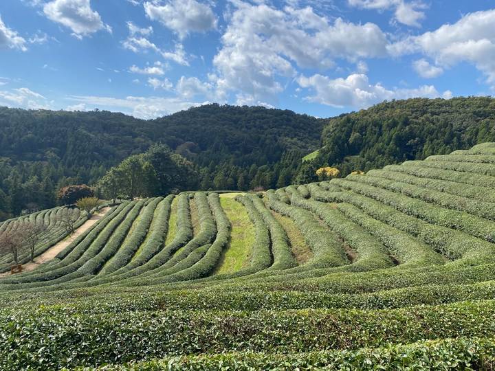 Neatly terraced green tea fields stretch across rolling hills beneath a bright blue sky.