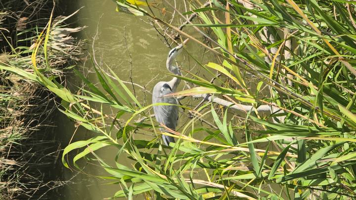 Grey heron partially hidden among tall green reeds along a murky wetland bank.