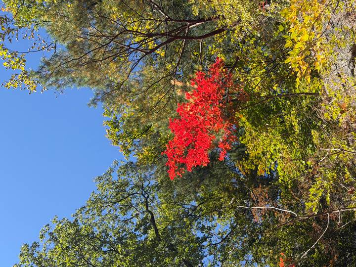 Vivid red autumn foliage stands out against green trees and clear blue sky on a forested hillside.