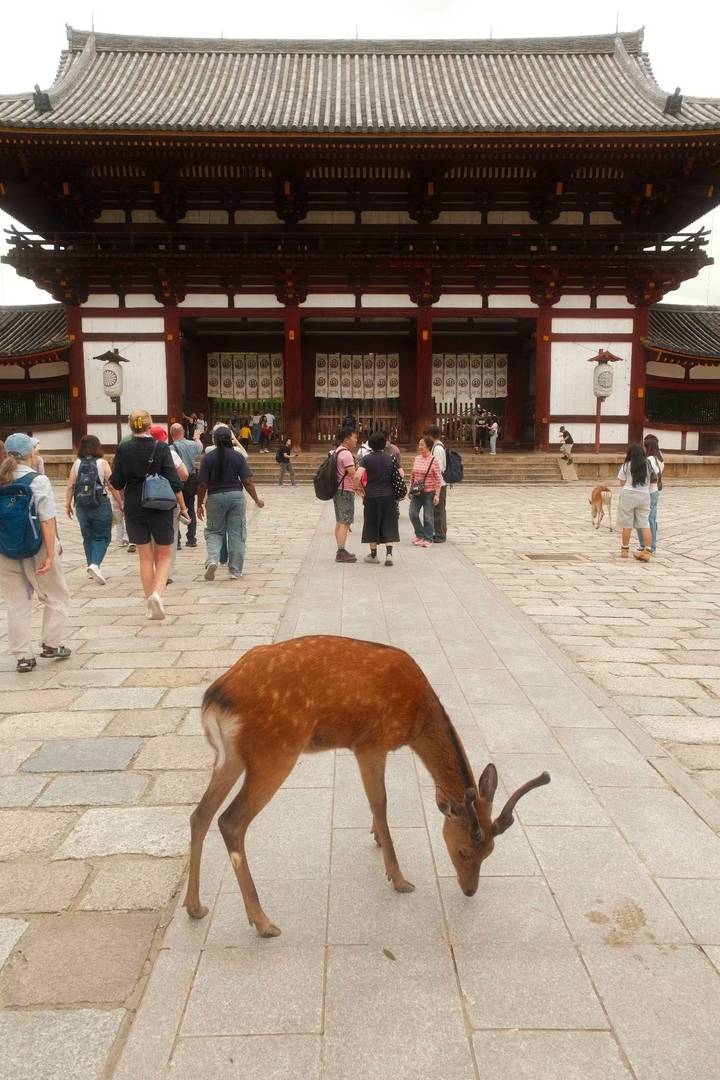 Crowds and deer mingle in front of a traditional Japanese temple gate in Nara.