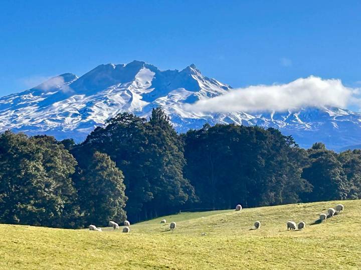 Green pasture with grazing sheep framed by dense forest and a snow-capped mountain under a blue sky