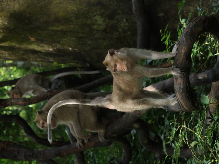 Macaques perch and climb on twisted jungle branches in dappled light.