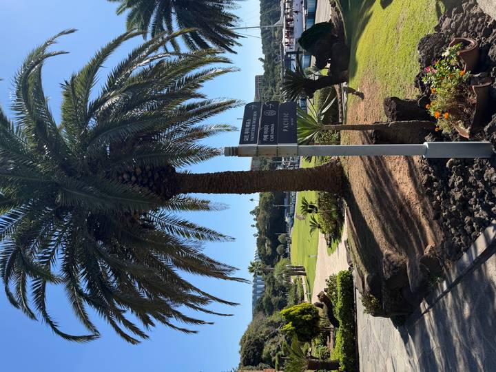 Tall palm tree casting shade over landscaped garden paths and volcanic rocks.