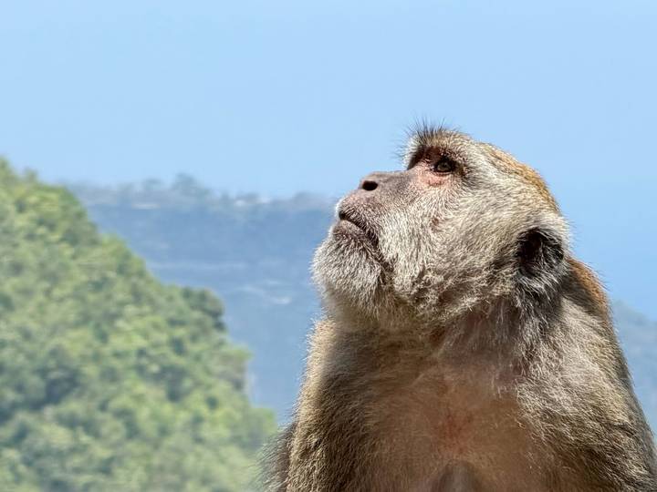 Close-up profile of a macaque monkey looking upward with forested cliffs blurred behind.
