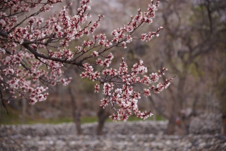 Close-up of delicate pink cherry blossoms on a branch with a muted forest backdrop.