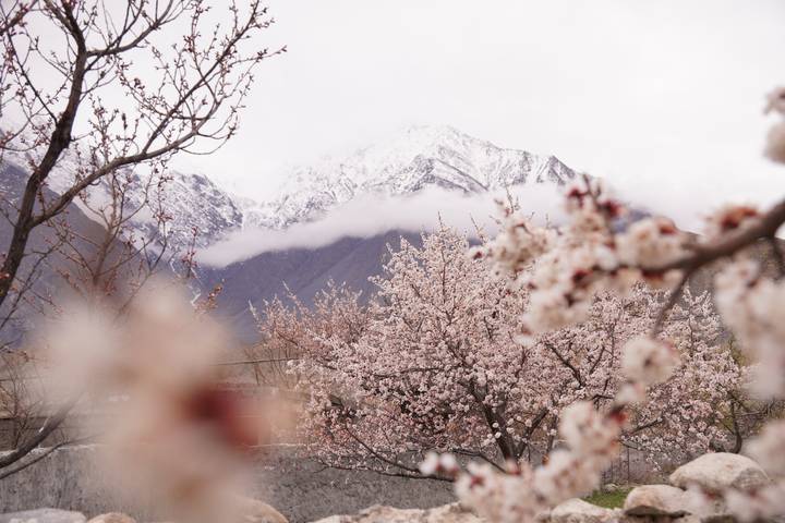 Snow-capped peaks rise behind blooming cherry trees, Hunza Valley in spring.