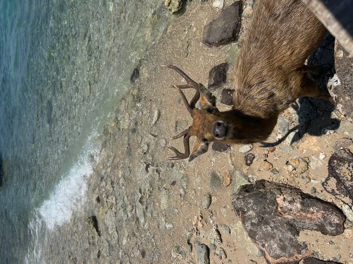 A wet deer with antlers stands on a rocky tropical shoreline with clear turquoise water lapping nearby.