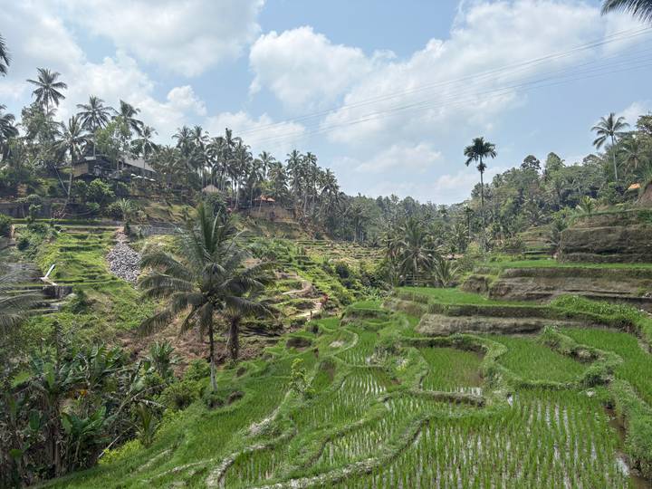 Verdant stepped rice terraces with palm trees and small farm paths under a bright sky.