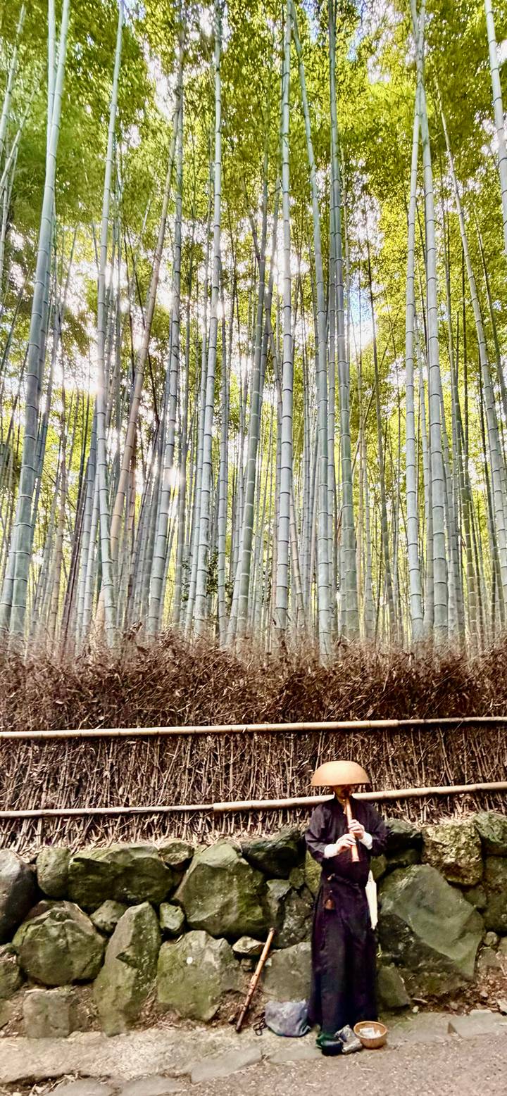 Tall, straight bamboo stalks reach skyward in a serene forest grove.
